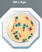 E. COLI + COLIFORME